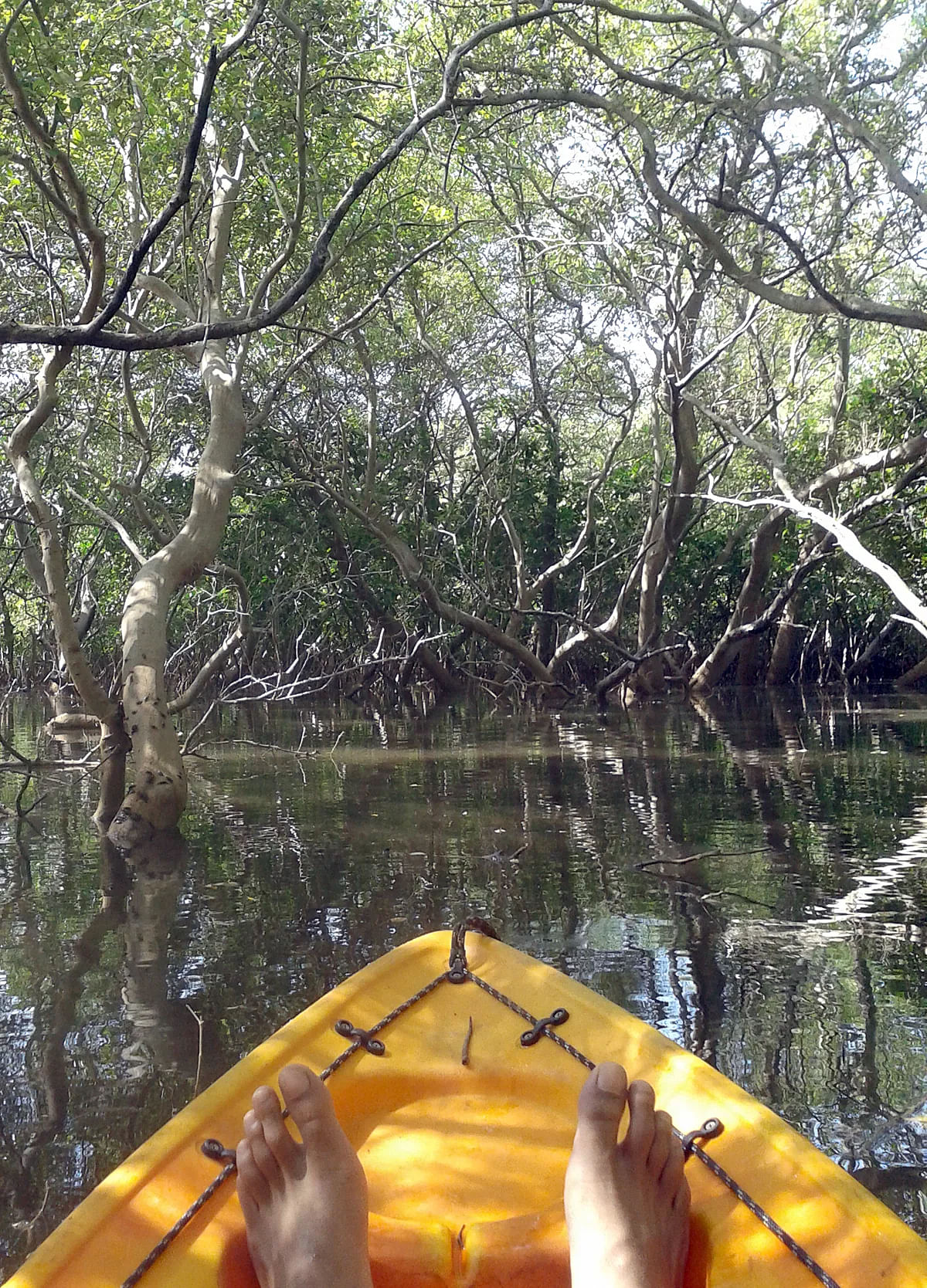 Chorao Chillout Mangrove Kayaking