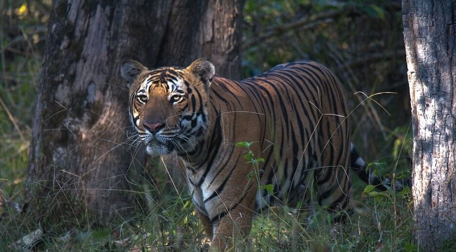 wildlife safari karnataka