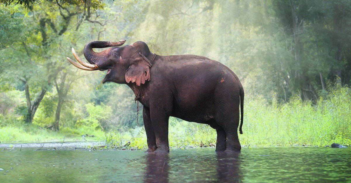 Top 6 Best Elephant Camps in India | Elephant Sanctuaries, National ...