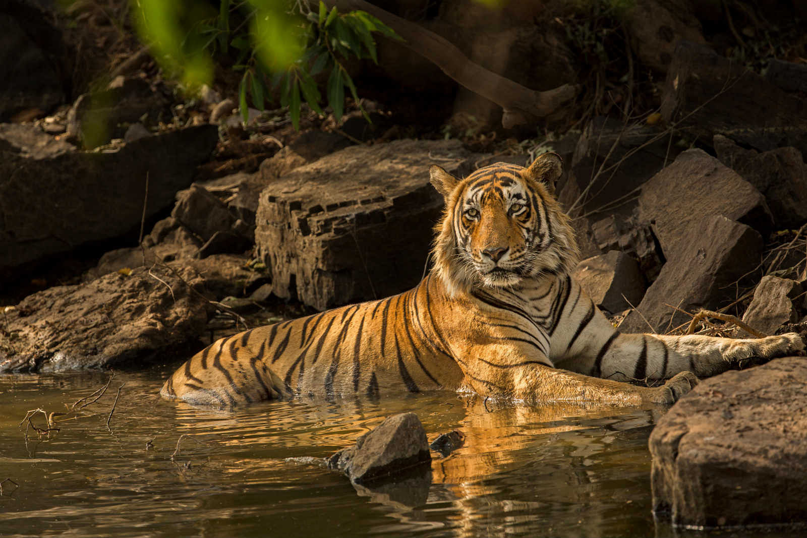 The Ultimate Guide to Kali Tiger Reserve - Explore Best Safari and Adventure Activities