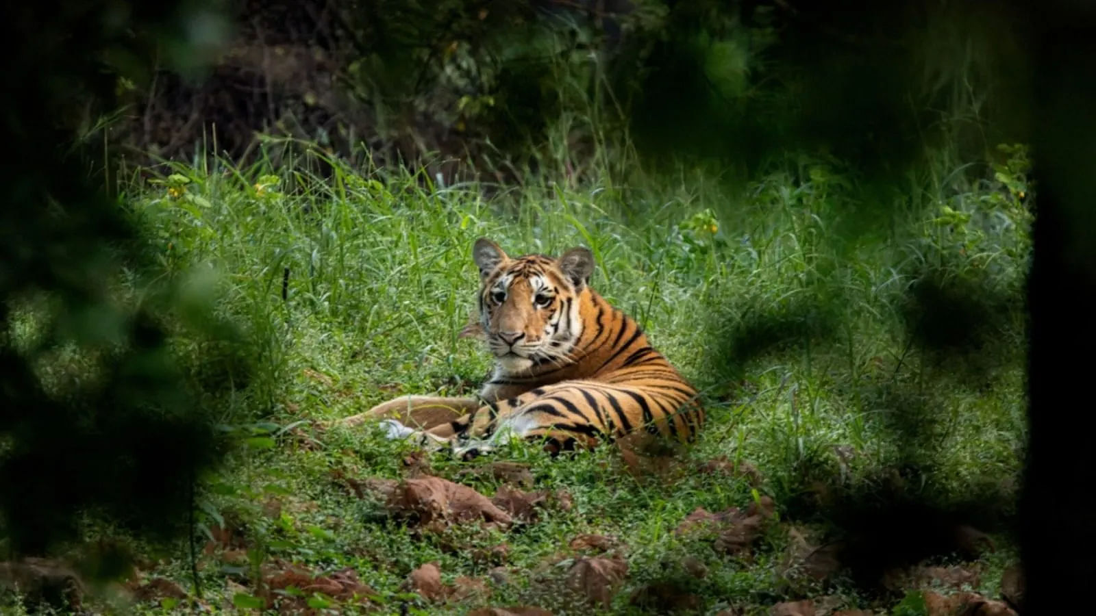 The Ultimate Guide to Nagarhole National Park | Nagarhole Tiger Reserve