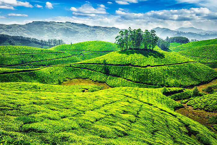 Best Munnar Package from Cochin - Discover the Hills and Valleys at ₹24,841/person (Excl. Taxes)
