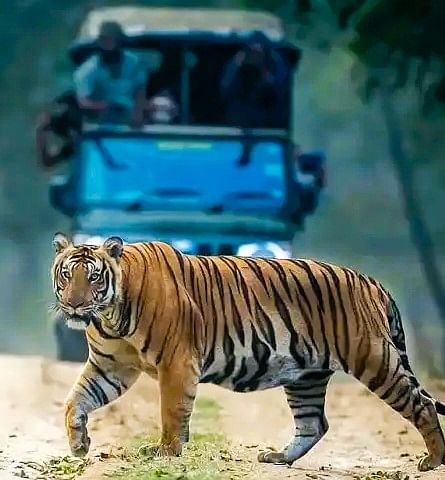 Wildlife Tours in Mysore , India, Wildlife Tours in Mysore near me