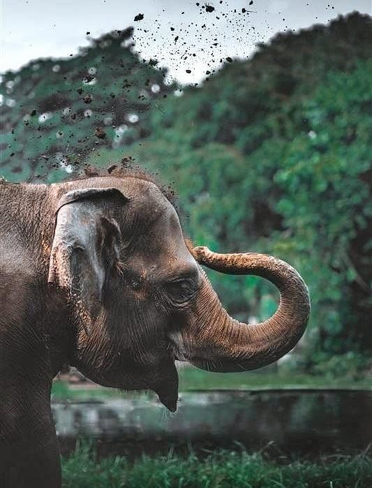 Instant Book Dubare Elephant Camp - Jungle Lodges & Resorts | Your Trusted Booking Platform