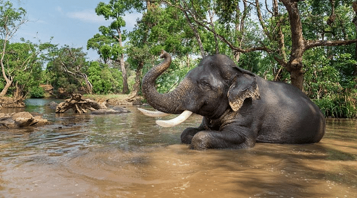 Instant Book Sakrebyle Elephant Camp - Jungle Lodges & Resorts | Your Trusted Booking Platform