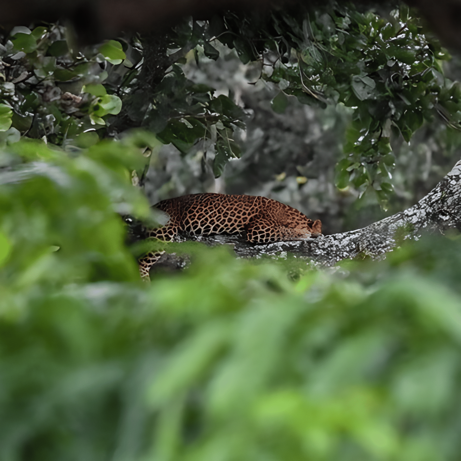 Bandipur Safari Lodge - Jungle Lodges & Resorts | Your Trusted Booking Platform