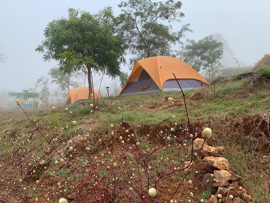 Tent Stays at the Wilderness Jungle Camp