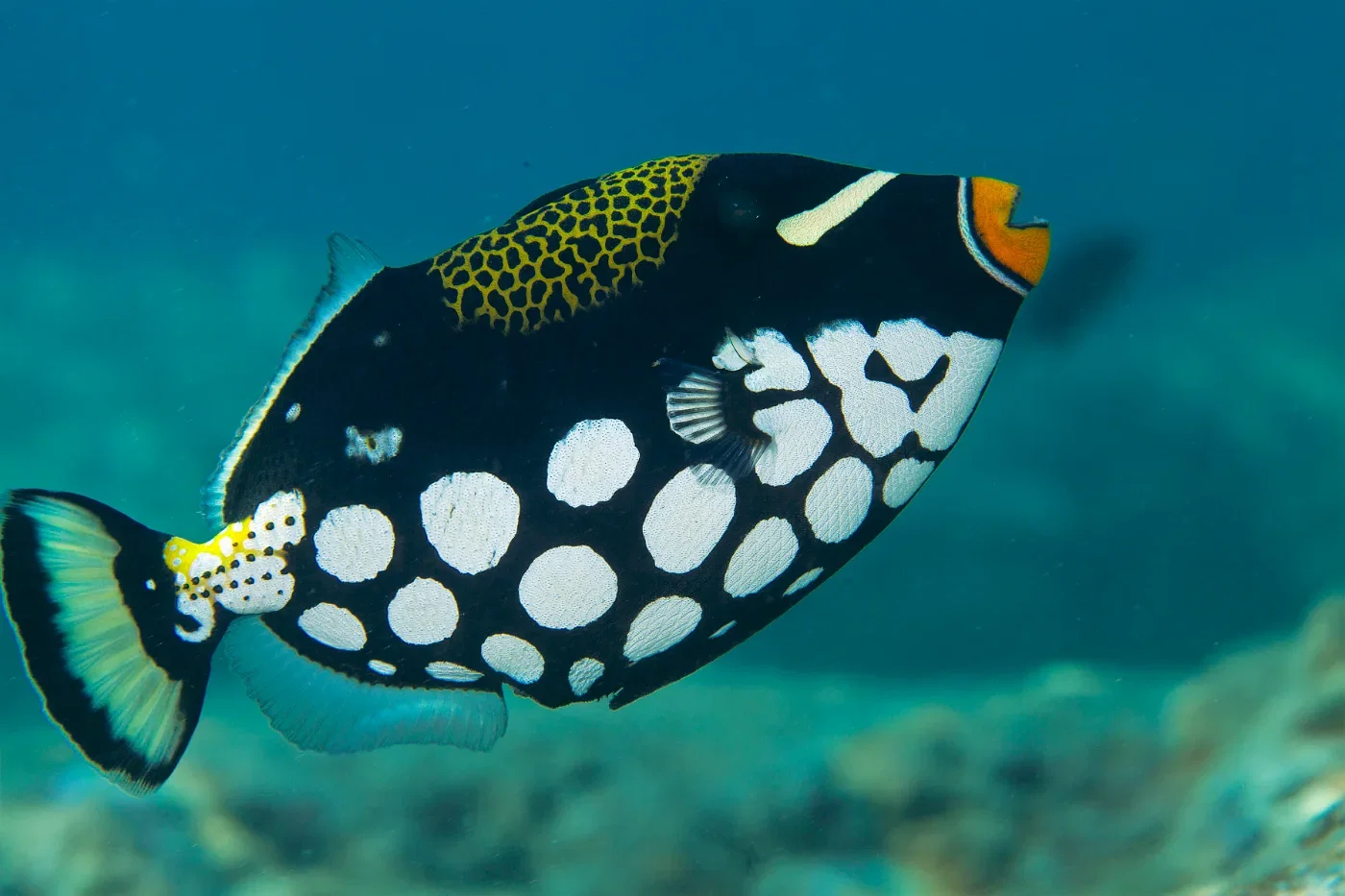 Scuba Diving for Beginners at Havelock Island