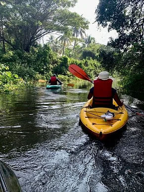Kayaking through Mangroves in Goa