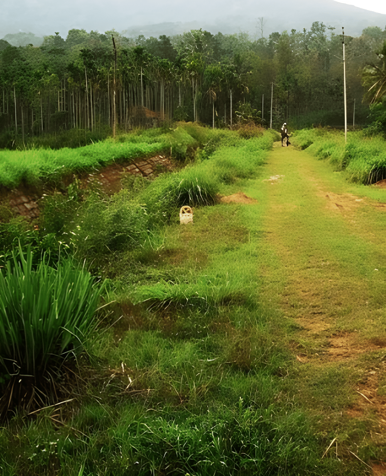 Cycle through the Plains, Fields, Lakes in Wayanad