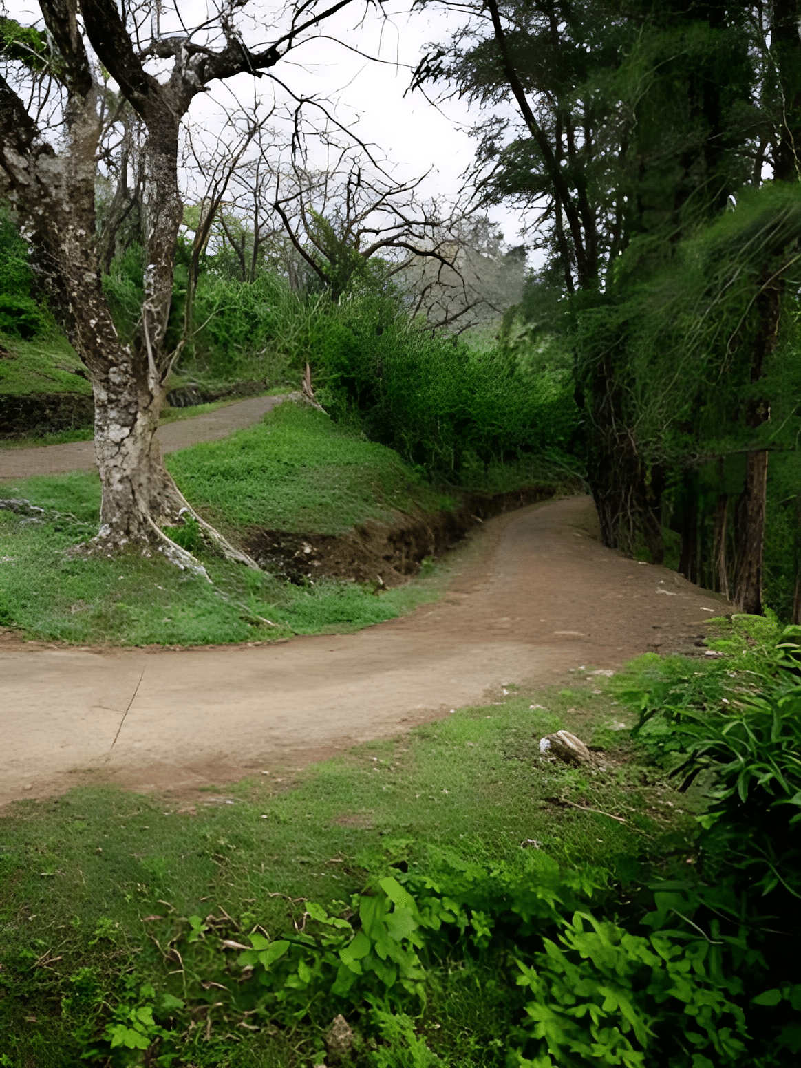 Hike through the Rubber Estates in Trivandrum