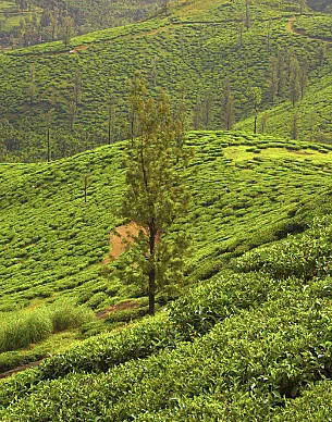 Hike through the Tea Gardens in the Sugandhagiri Range