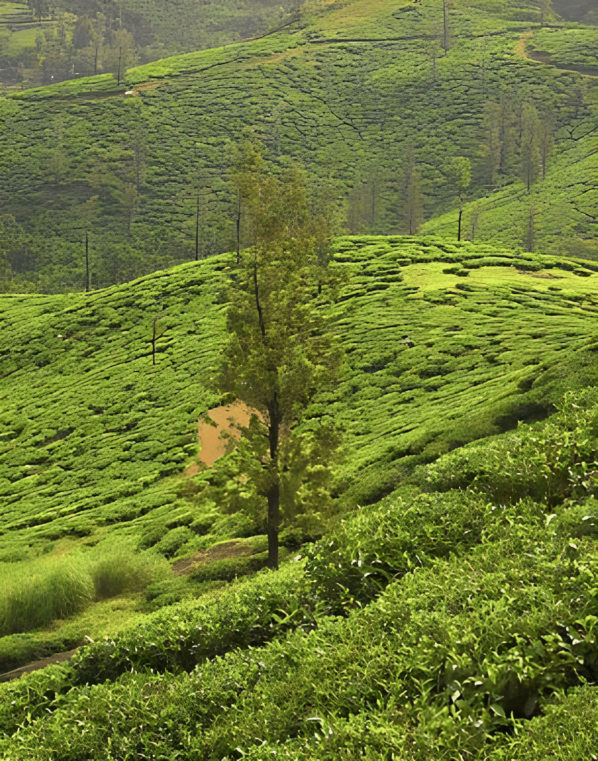 Hike through the Tea Gardens in the Sugandhagiri Range