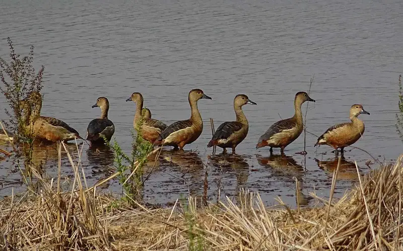 https://avathioutdoors.gumlet.io/travelGuide/dev/adilabad_P1422.jpg