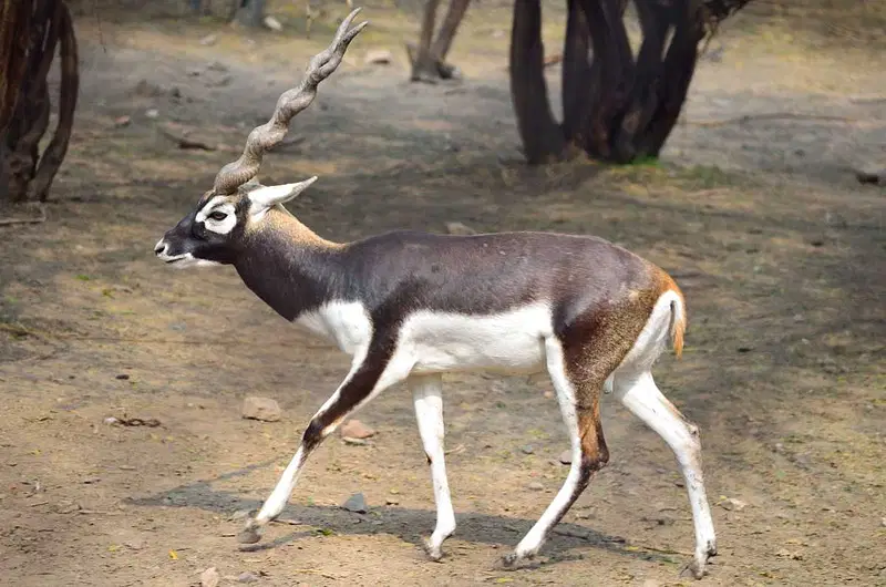 https://avathioutdoors.gumlet.io/travelGuide/dev/adilabad_P7198.jpg