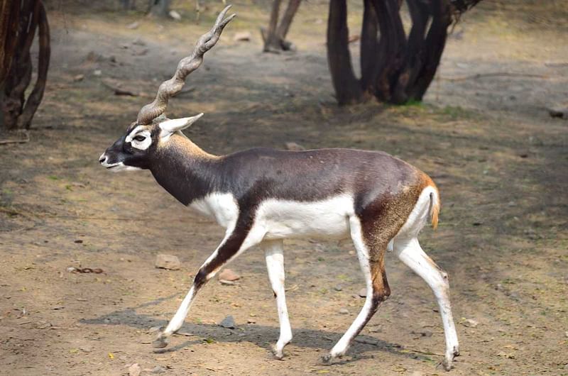 https://avathioutdoors.gumlet.io/travelGuide/dev/adilabad_P7198.jpg