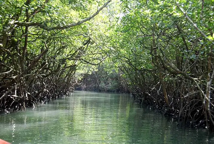 Explore Baratang Island