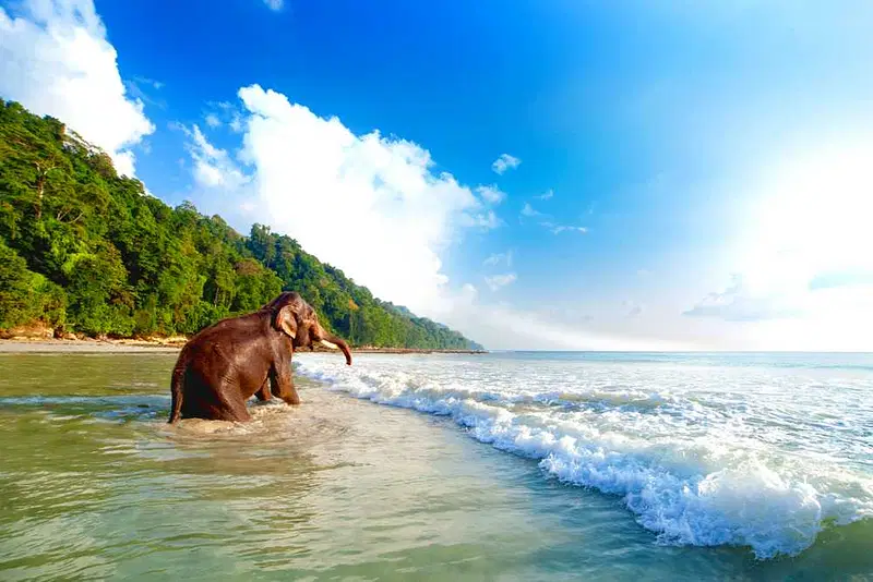 https://avathioutdoors.gumlet.io/travelGuide/dev/andaman-nicobar-islands_P7528.jpg