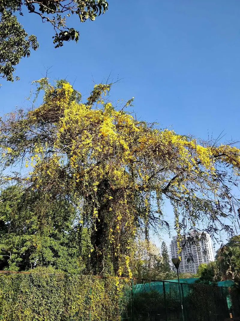 https://avathioutdoors.gumlet.io/travelGuide/dev/bangalore_P3914.jpg