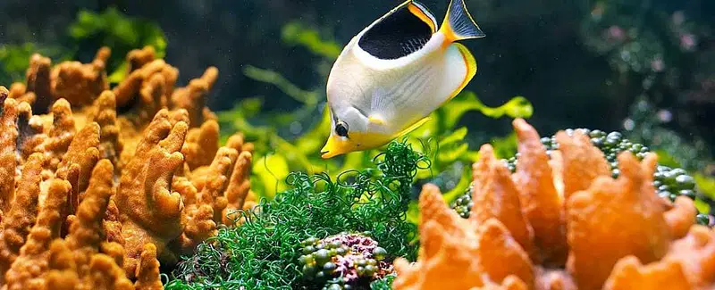 Explore Bangalore Aquarium in Cubbon Park