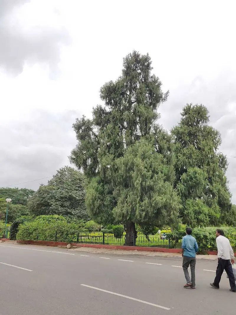 https://avathioutdoors.gumlet.io/travelGuide/dev/bangalore_P7080.jpg