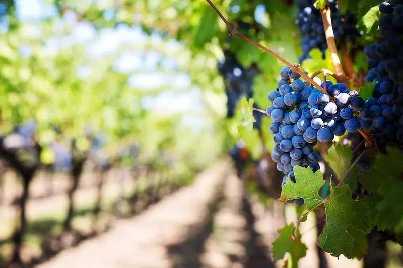 Explore Vineyard Tours in Bangalore