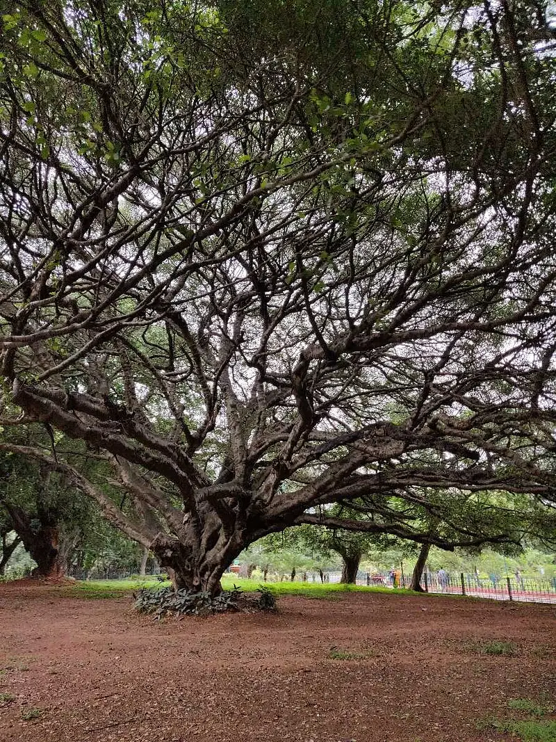 https://avathioutdoors.gumlet.io/travelGuide/dev/bangalore_P9476.jpg