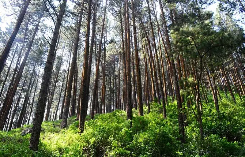 https://avathioutdoors.gumlet.io/travelGuide/dev/bankura_P3439.jpg