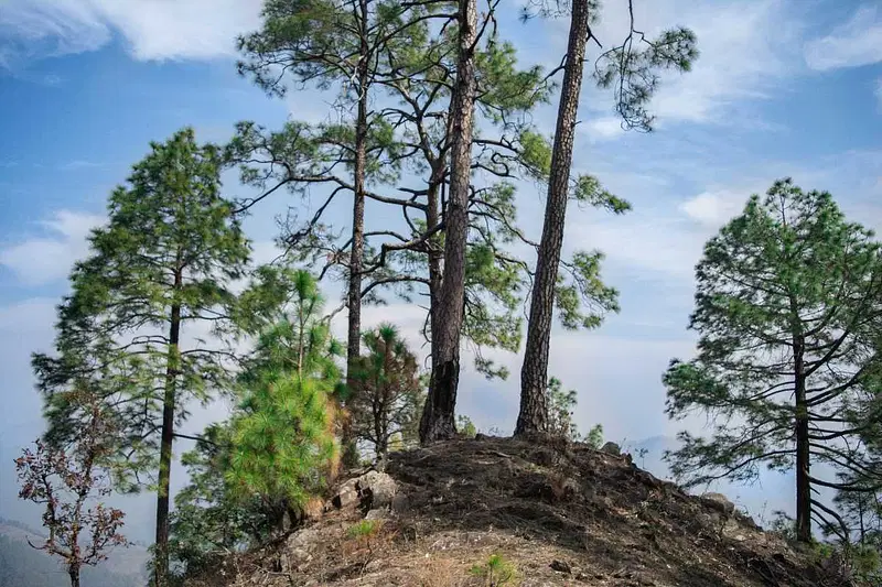 https://avathioutdoors.gumlet.io/travelGuide/dev/binsar_P9656.jpg