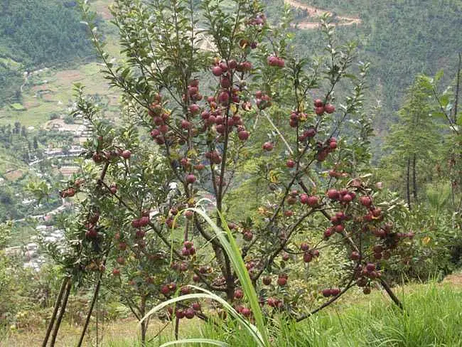 https://avathioutdoors.gumlet.io/travelGuide/dev/bomdila_P8059.jpg