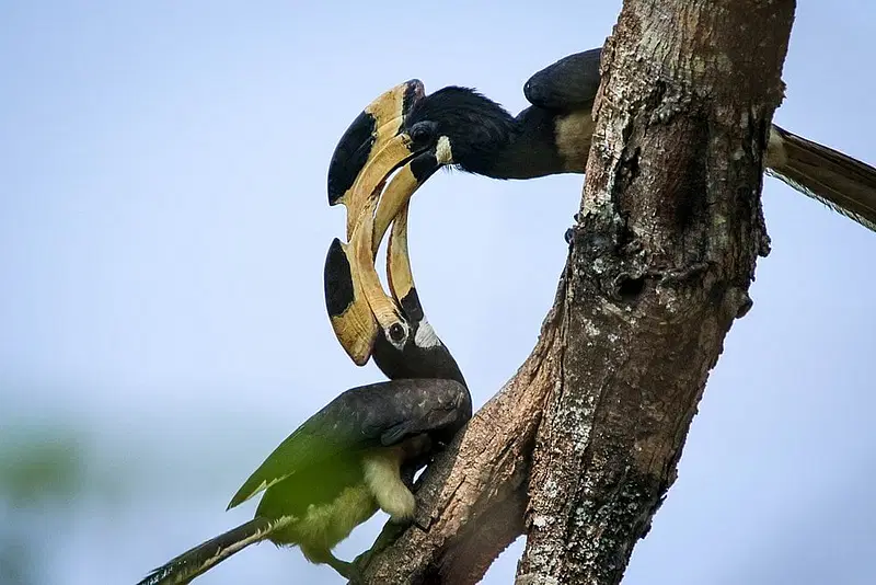 https://avathioutdoors.gumlet.io/travelGuide/dev/dandeli_P2121.jpg