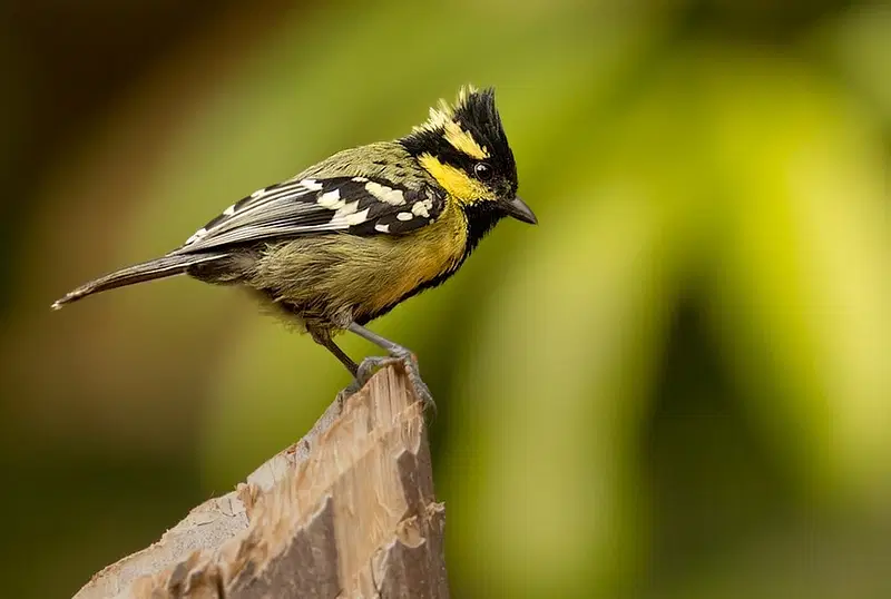 https://avathioutdoors.gumlet.io/travelGuide/dev/dandeli_P3186.jpg