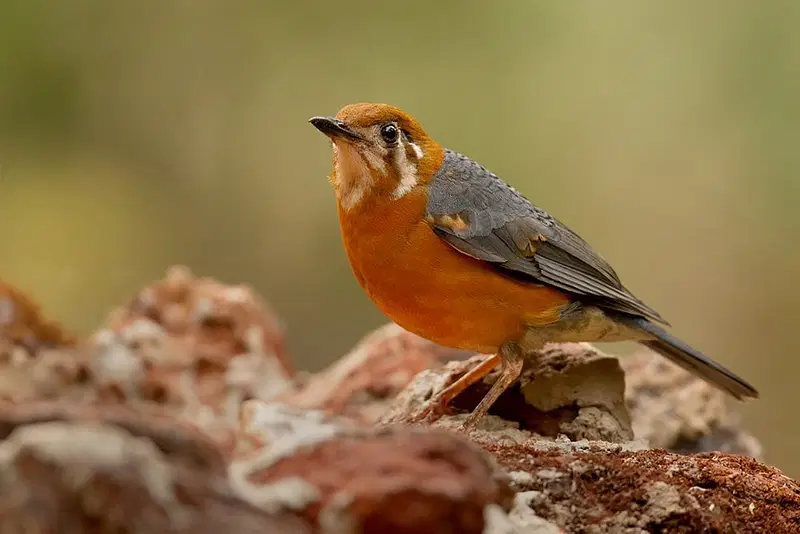 https://avathioutdoors.gumlet.io/travelGuide/dev/dandeli_P6227.jpg