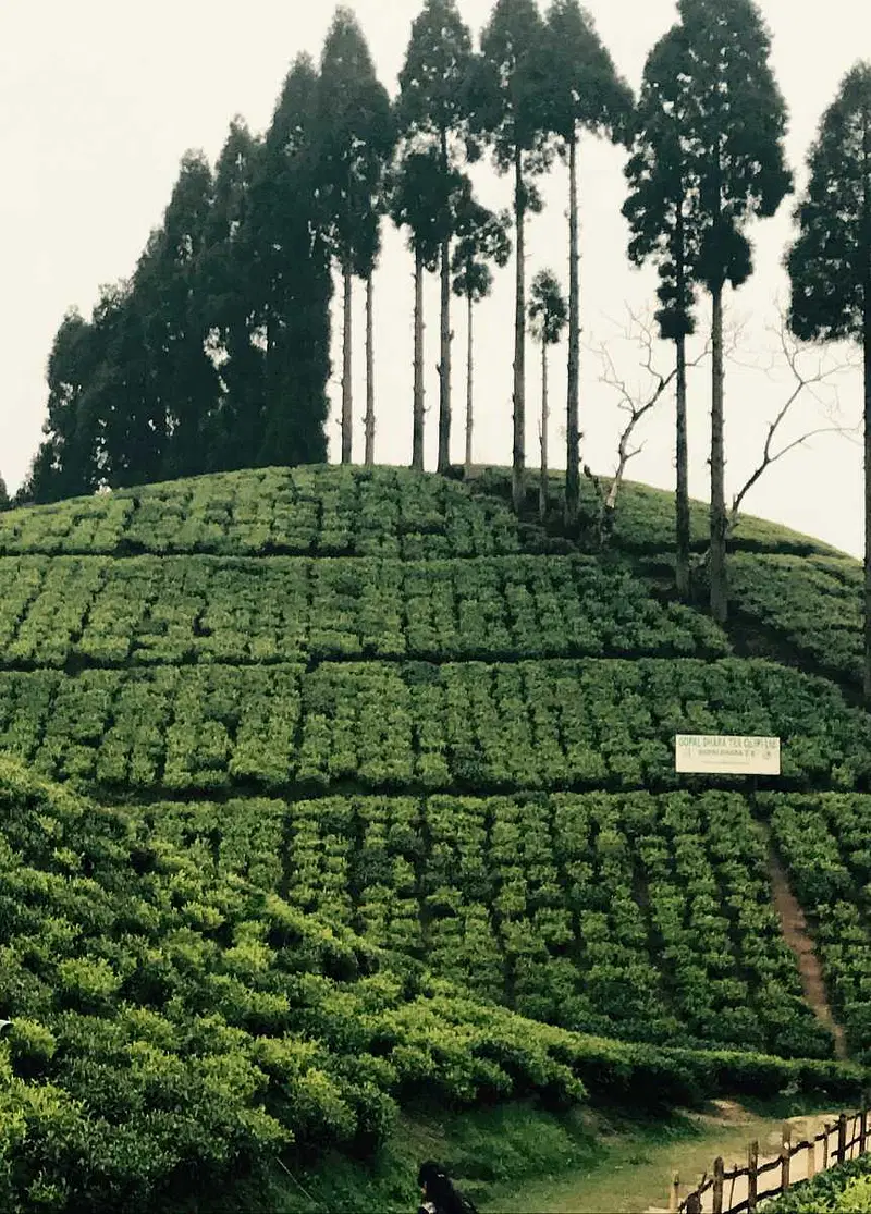 https://avathioutdoors.gumlet.io/travelGuide/dev/darjeeling18667.jpg