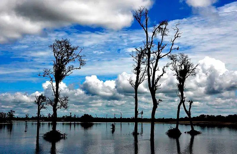 Dibru Saikhowa National Park