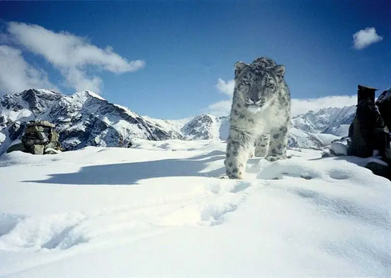 https://avathioutdoors.gumlet.io/travelGuide/dev/hemis_P9766.jpg