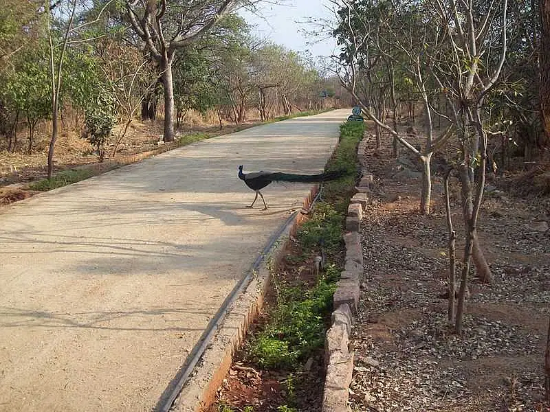https://avathioutdoors.gumlet.io/travelGuide/dev/hyderabad_P9687.jpg