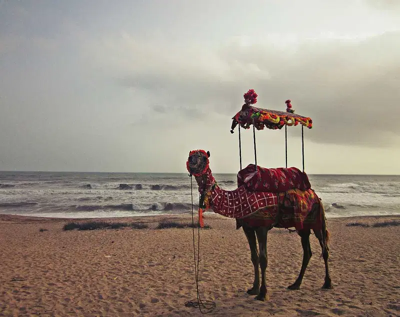 https://avathioutdoors.gumlet.io/travelGuide/dev/junagadh_P8960.jpg