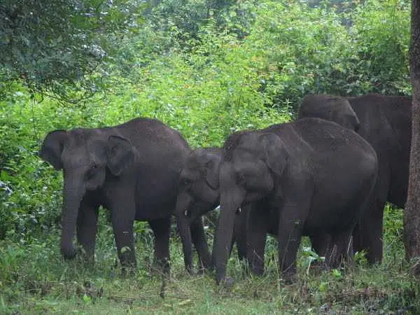 https://avathioutdoors.gumlet.io/travelGuide/dev/kabini87299.jpg