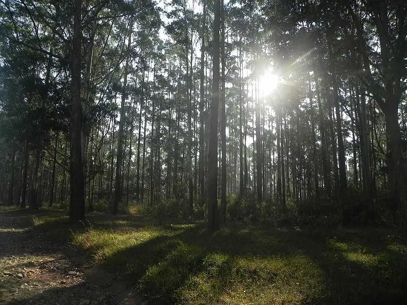 https://avathioutdoors.gumlet.io/travelGuide/dev/kalpetta26907.jpg