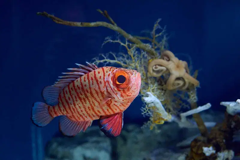 Explore Karwar Aquarium