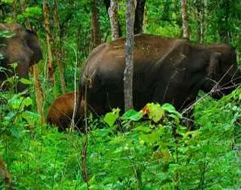 Explore Parappa Wildlife Sanctuary
