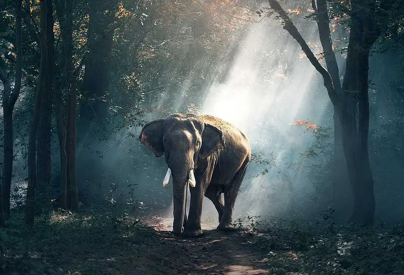 https://avathioutdoors.gumlet.io/travelGuide/dev/kochi_P7439.jpg