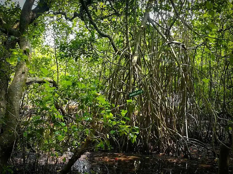 Explore Thattekkad Bird Sanctuary