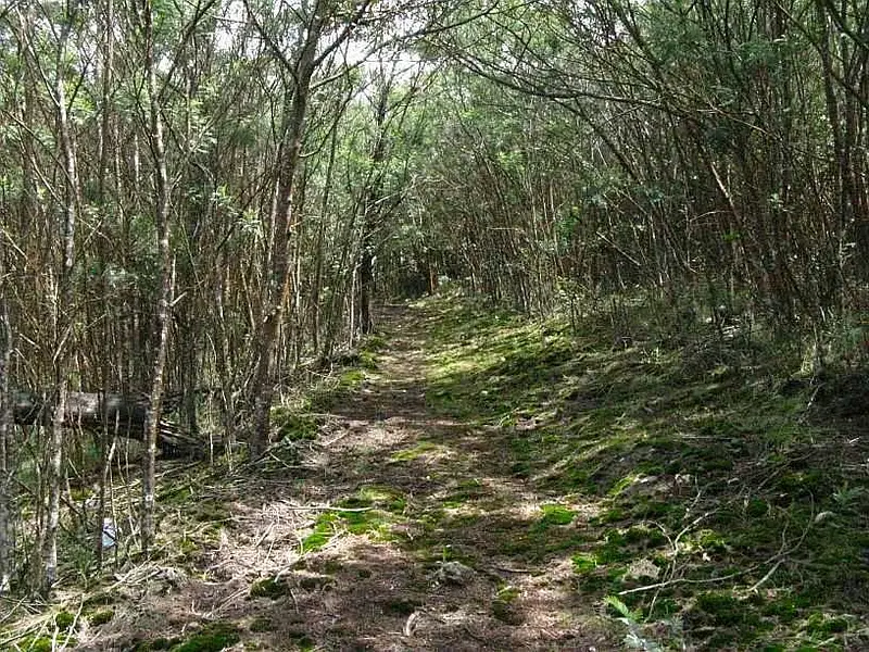 https://avathioutdoors.gumlet.io/travelGuide/dev/kodaikanal_P5429.jpg