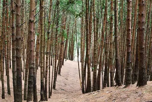 https://avathioutdoors.gumlet.io/travelGuide/dev/kodaikanal_P8148.jpg