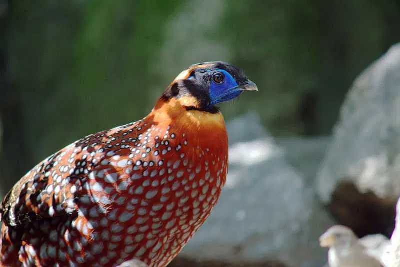 Explore Kohima Zoo