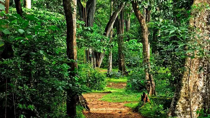 Explore Shenduruny Wildlife Sanctuary