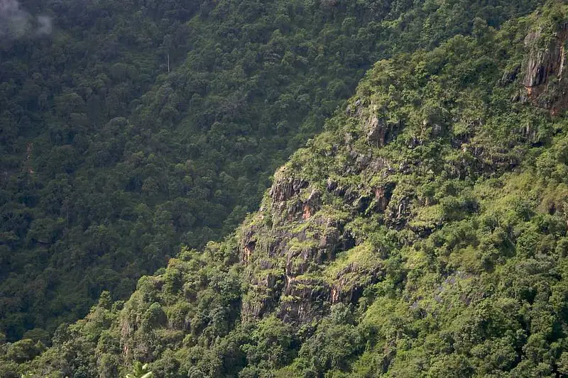 Longwood Shola Reserve Forest