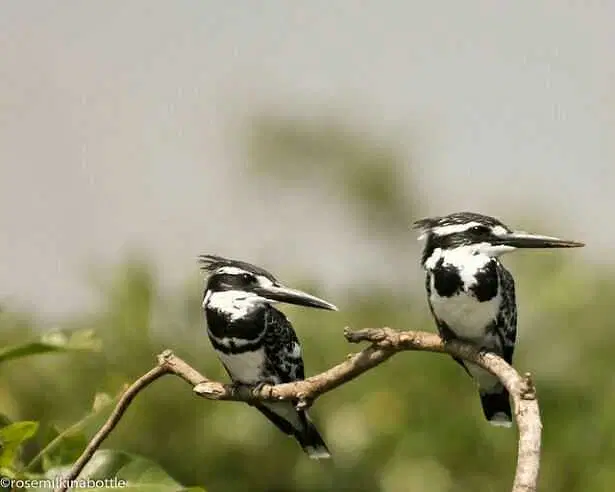 https://avathioutdoors.gumlet.io/travelGuide/dev/kumarakom_P1942.jpg